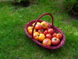 Panier de tomates du jardin