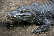alligator