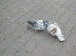 Pigeons amoureux