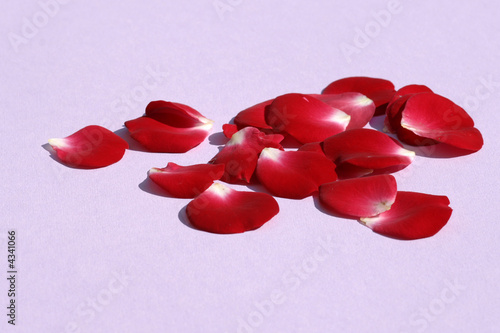 Rose Rose