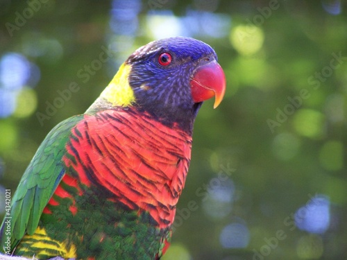 Photo: rainbow bird rainbow bird