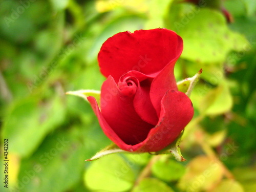 Foto: Rose Rose
