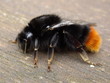 Super - Hummel Super - Hummel