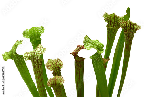 Trumpet Pitcher Plant Trumpet Pitcher Plant