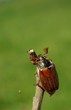 Foto: may-bug may-bug