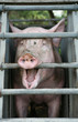 Schweinezucht