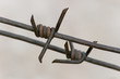 barbed wire close-up