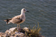 gull