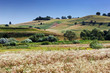 Paysage d'été en Transilvanie, Roumanie.