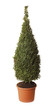 box tree