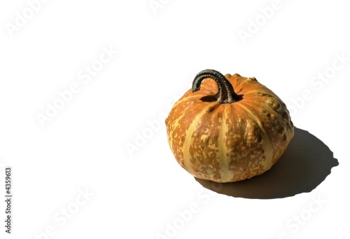 Photo: zucca zucca
