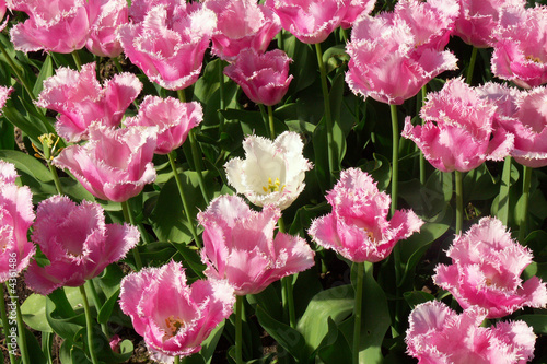Photo: Tulpen Tulpen