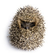 hedgehog (1 months) hedgehog (1 months)