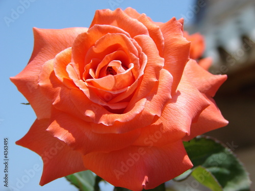 Photo: Red Rose Red Rose