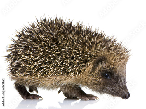 Photo: hedgehog (1 mounths) hedgehog (1 mounths)