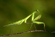 praying Mantis 03