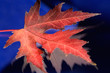 fall leaf fall leaf