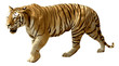 Tigre