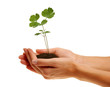 plant