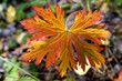 fall leaf fall leaf