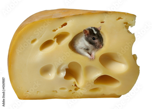 cheese