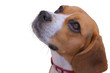 Devoted dog