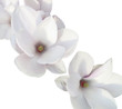 Weiße Orchidee