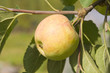 Apple on the tree