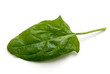 Spinach leaf