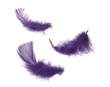 feathers