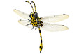 3D dragonfly 3D dragonfly
