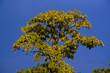 Photo: Yellow Tree Yellow Tree