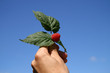 sweet red raspberry