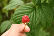 raspberry