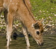Bronx Zoo - pere deer