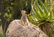 Meerkat
