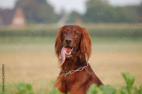 Irish Setter - ein Vorstehhund mit sehr gutem Geruchssinn Irish Setter - ein Vorstehhund mit sehr gutem Geruchssinn
