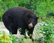 Black Bear