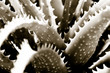 Aloe