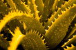 Aloe
