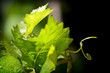 Detalii fotografie De struguri de plante