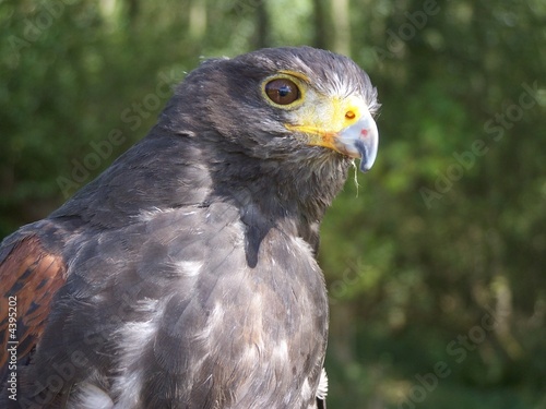 Photo: harris hawk, hunting bird of prey harris hawk, hunting bird of prey