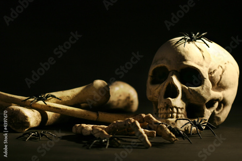 Photo: Skull and bones Skull and bones