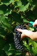 Weinlese1