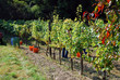 Weinlese9