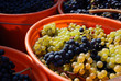 weinlese4