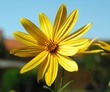 Sonnenscheinchen