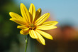 Sonnenscheinchen 2