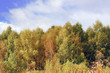 Forest Forest