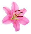 Fleur de lys rose